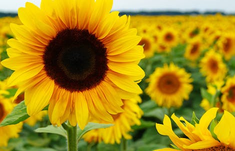 Photograph of sunflowers
