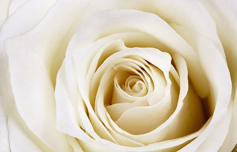 Close-up photograph of a rose representing innocence & secrecy
