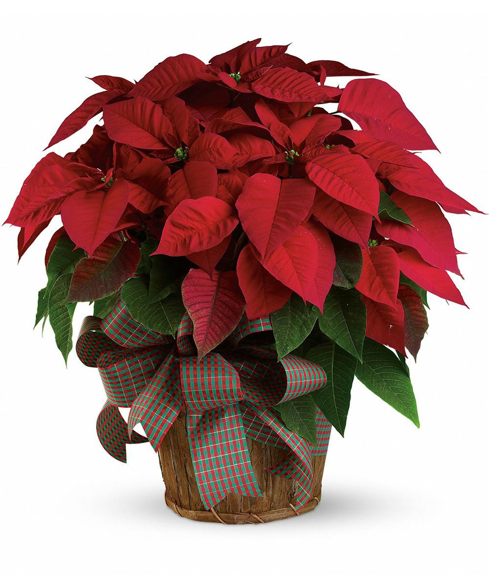 christmas poinsettia delivery