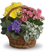Spring Has Sprung Mixed Basket