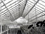 A black and white photo shows various flowers thriving inside one of our greenhouses