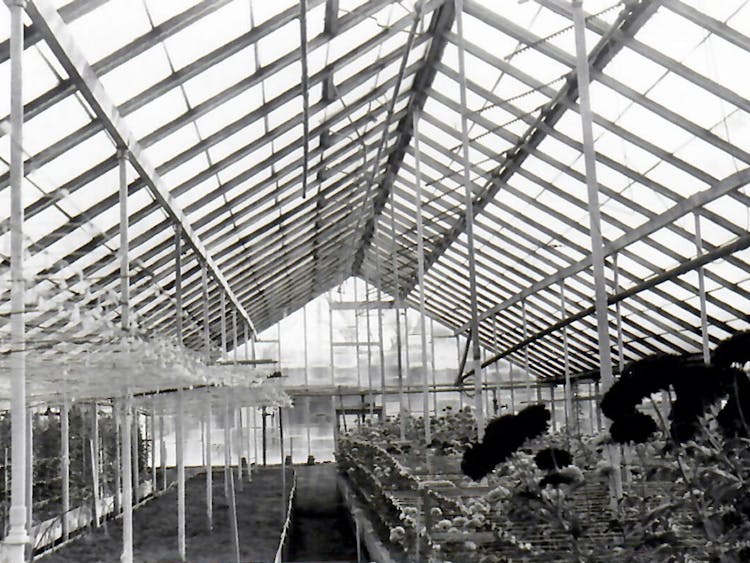 A black and white photo shows various flowers thriving inside one of our greenhouses