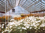A similar interior perspective, decades later, still shows vibrant floral life in our greenhouse