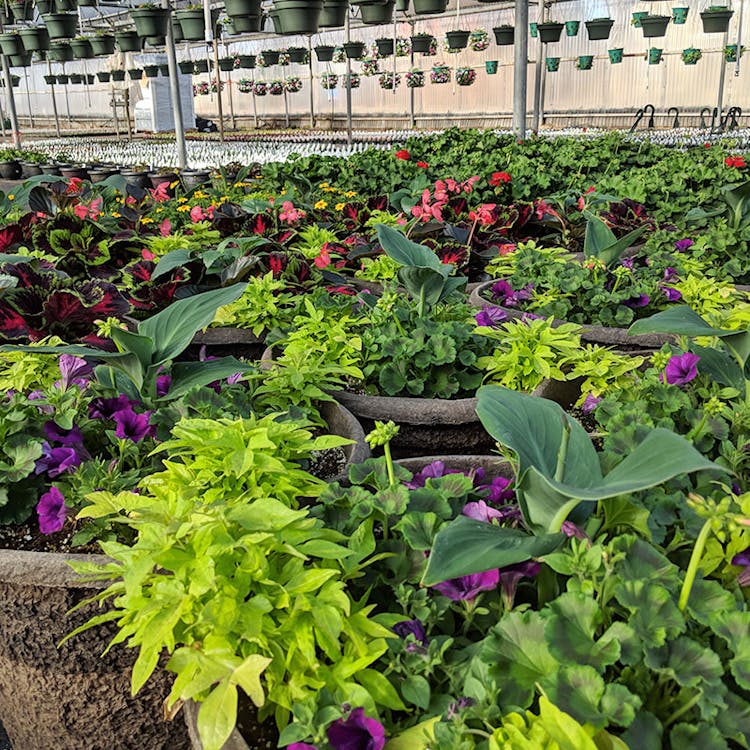 Florists Pueblo (CO) Sameday Delivery Campbell's Flowers & Greenhouse